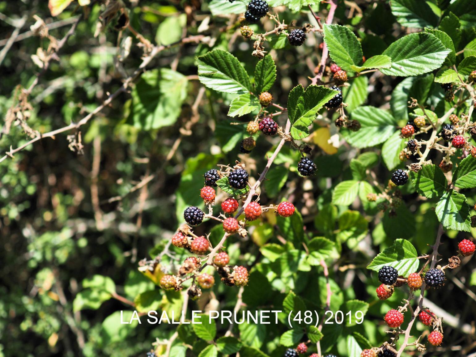 Bramble, Large-leaved